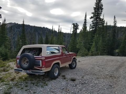 1985 Ford Bronco - 1985 Ford Bronco parked off-road in a wooded area under a cloudy sky.