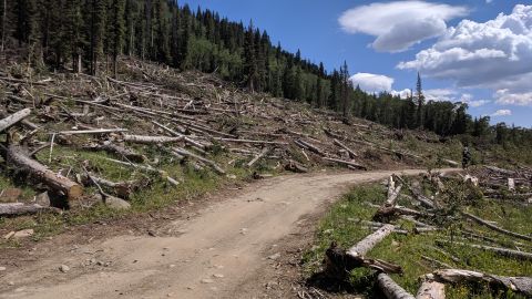 1995 Ford Bronco - A dirt road cuts through a deforested mountainside with many fallen trees.