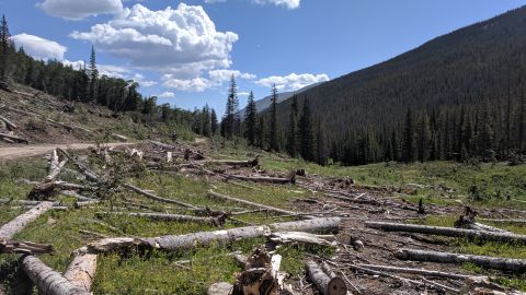 1995 Ford Bronco - A vast area of a mountainside has been cleared of trees, leaving behind numerous fallen logs and stumps.