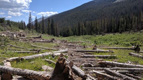 1995 Ford Bronco - A mountain slope shows the aftermath of logging, with numerous fallen trees scattered across the terrain.
