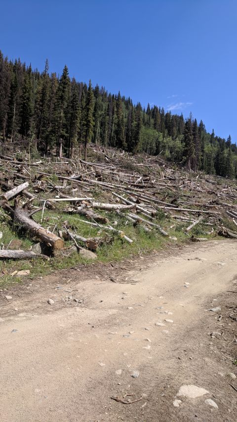 1995 Ford Bronco - A dirt road winds past a deforested area littered with fallen trees.