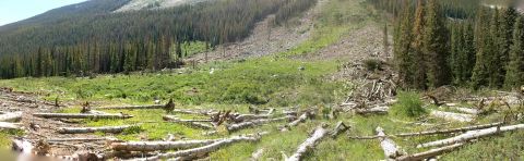 1995 Ford Bronco - A panoramic view of a mountain slope showing signs of deforestation and fallen trees.