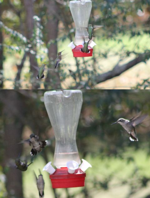 2004 Land Rover Land Rover - The hummingbirds go nuts as they migrate by. But one of the hens thinks it's HER feeder, and guards it jealously.