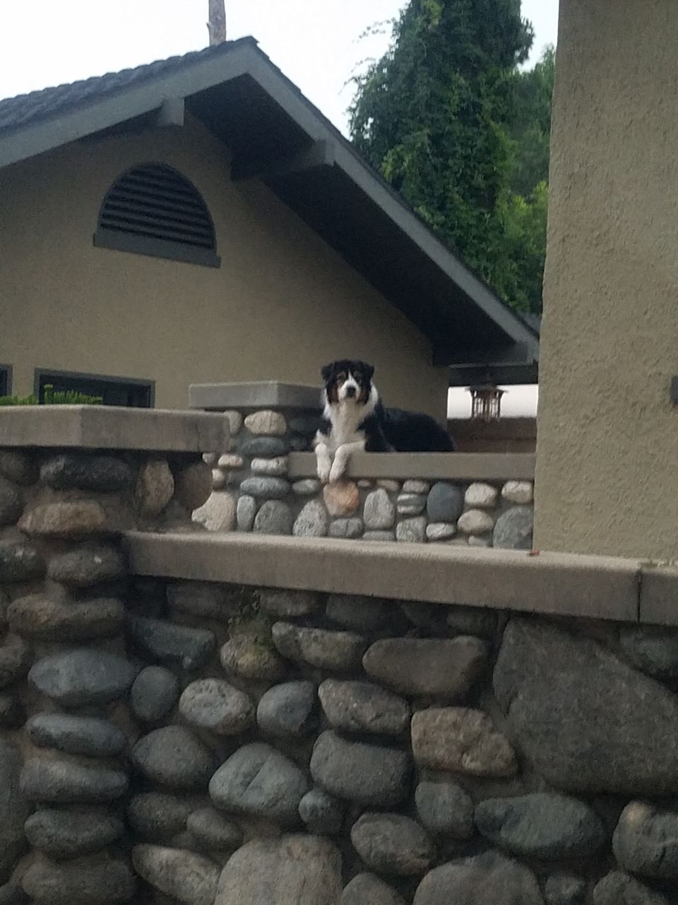 A black and white dog lying on a stone wall.