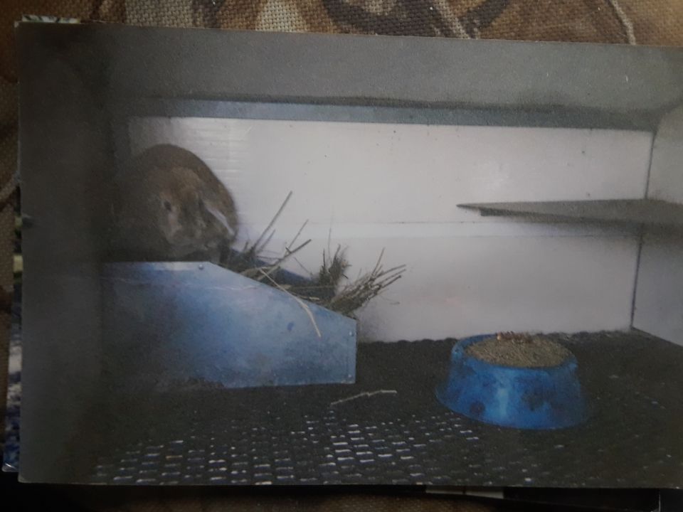 A brown rabbit in a cage with hay and a food bowl.