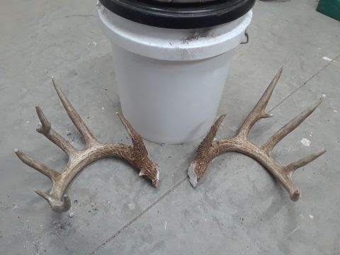 1994 Ford Bronco - A pair of deer antlers rests on a concrete floor beside a white bucket, with a Supermotors logo visible in the lower right corner.