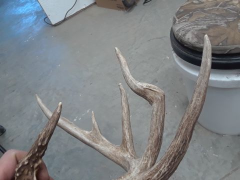 1994 Ford Bronco - Close-up of deer antlers, with a camouflage seat and white bucket visible in the background.