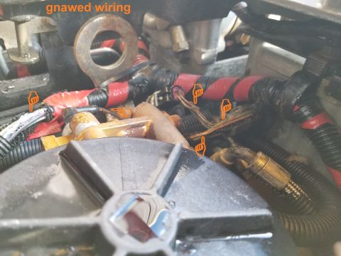 1997 Ford F-250 - Rodents have been nesting here. Most of the hood insulation was packed into the valley below the fuel system; and most of the Left wheelwel…