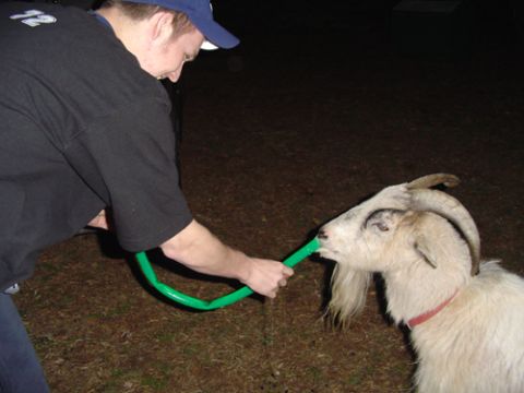 1979 Ford Bronco - Night photo of a person in a dark T-shirt and blue ball cap crouching to offer a green garden hose to a horned white goat wearing a red col…