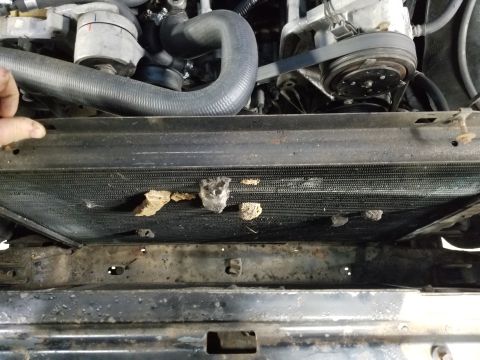 1989 Ford Bronco - The radiator upper mounts are broken off, and when I cut the baling wire holding it up, I found more dirt-dauber nests.