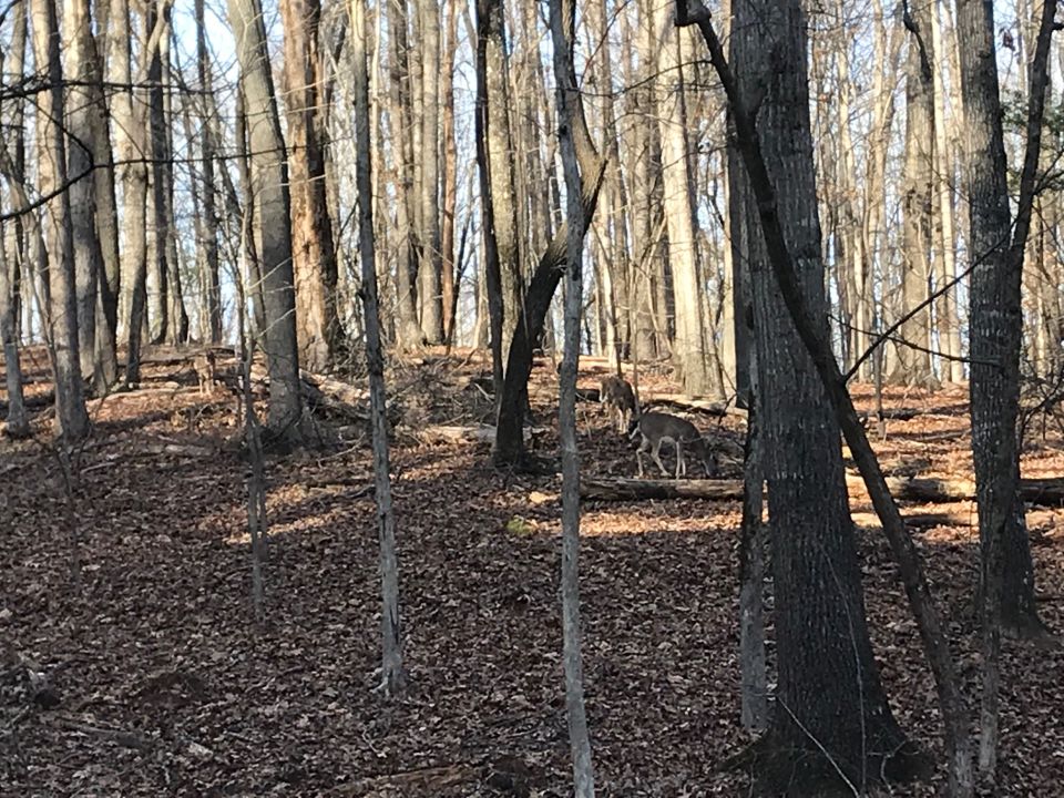 Two deer grazing in a forest with bare trees and a leaf-covered ground.