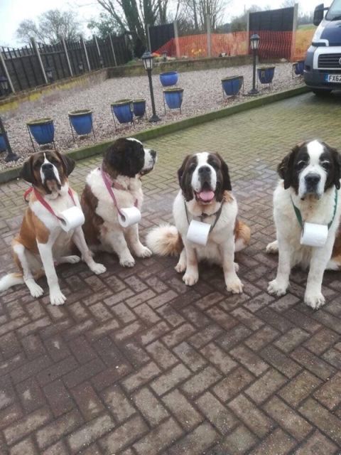 1990 Ford Bronco - Four Saint Bernards are sitting on a paved driveway, each with a roll of toilet paper around its neck.
