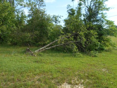 1992 Ford Bronco - A tree has fallen across a grassy area, with foliage and a blue sky visible.