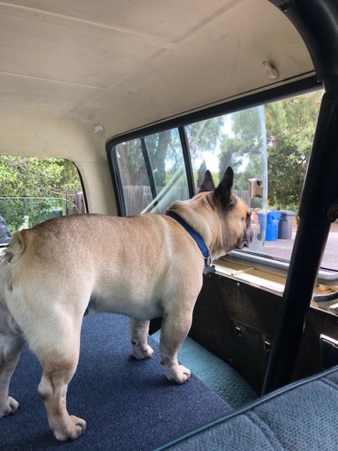 1981 Ford Bronco - Dog looking out the window of a vehicle interior.