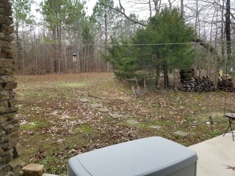 2004 Land Rover Land Rover - Barbara brought her yearling Bob (near the far treeline) and her youngest Bobby (not visible in this pic) by for a visit. The NEXT several…