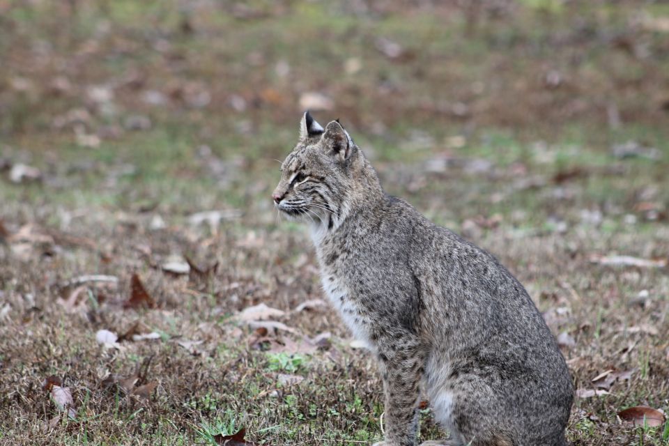 Barbara the bobcat.  This is just a few feet off the master patio - we're peeking through the master bedroom curtains.