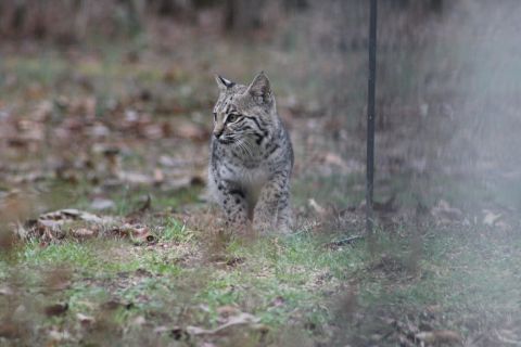 2004 Land Rover Land Rover - Bobby the bobcat can smell all the squirrels, chipmunks, moles birds, raccoons, & toads that are attracted to the bird feeder.