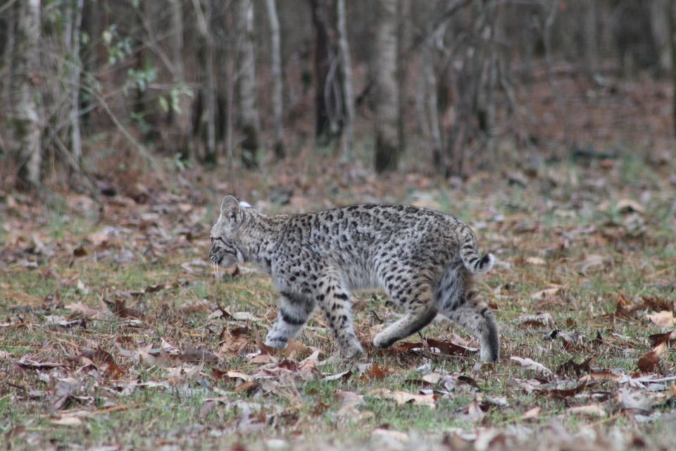 Bobby the bobcat is shy.