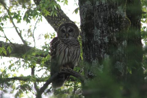 2004 Land Rover Land Rover - A rare daylight visit by one of the local Barred Owls.