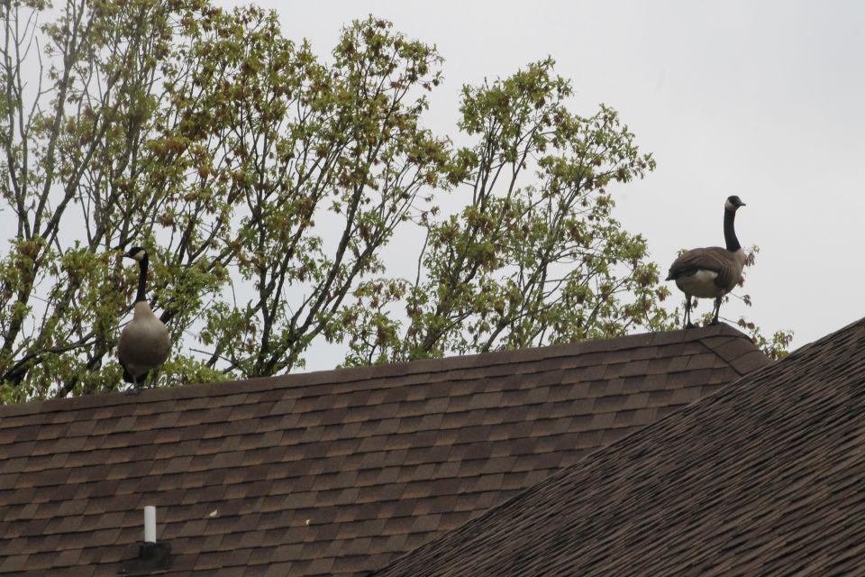 The transient geese seem to be comfortable with the house now.