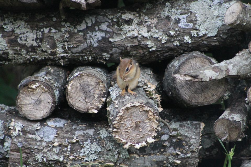 Dale lives in our woodpile. His head is light brown with vague stripes, and his middle stripe going down his tail is an off-white.