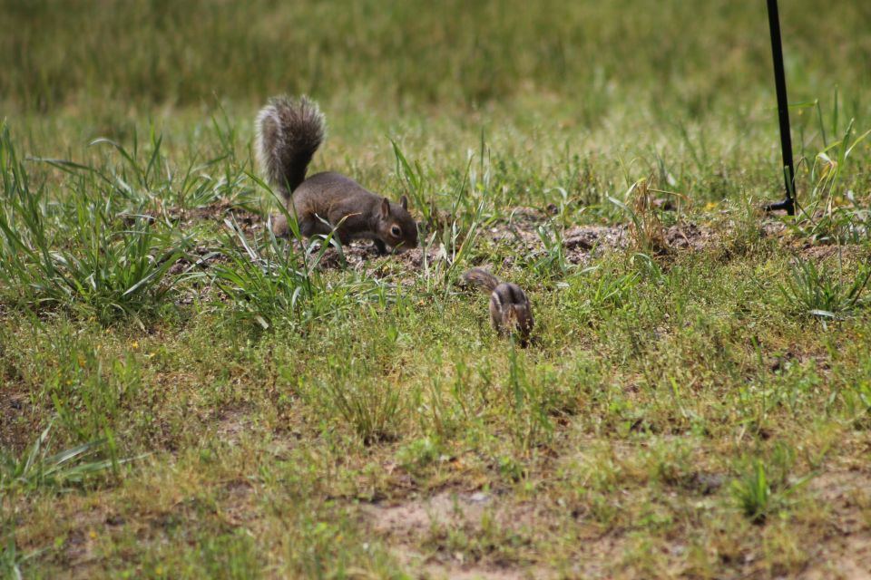 The squirrels & chipmunks tolerate each other most of the time.
