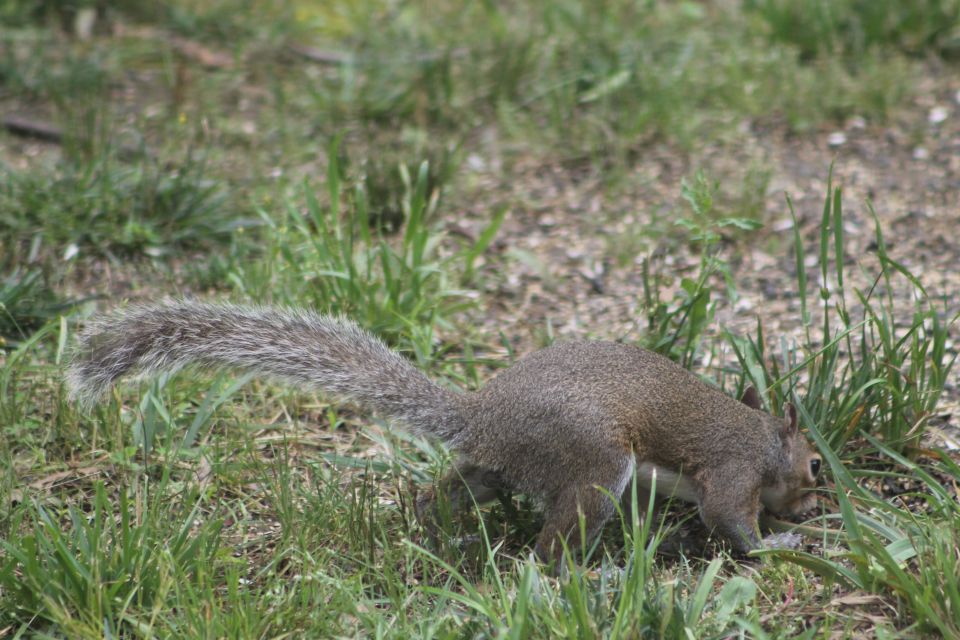 Our squirrel population seems very healthy.