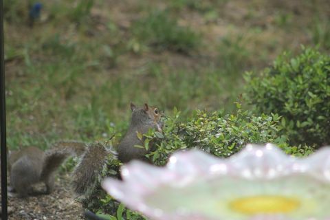 2004 Land Rover Land Rover - This squirrel found some seeds still up in the branches of the boxwood.