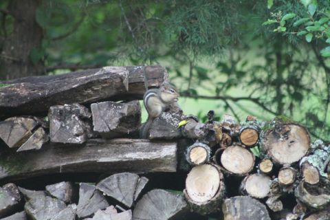 2004 Land Rover Land Rover - Chip visits Dale most days, coming from another woodpile farther away from the house. His head has slightly-darker stripes, and his middle…