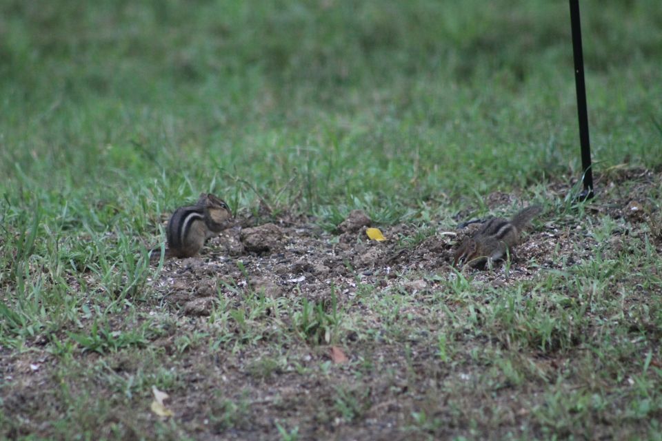 It's rare to see Chip (Left with whiter body stripe) foraging this close to Dale (Right with duller colors).