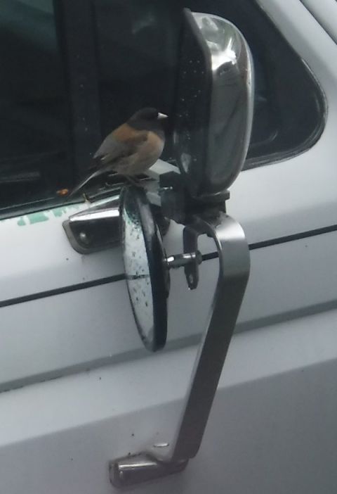 1992 Ford Bronco - Are bird selfies a thing?
