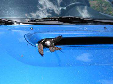 1990 Ford Bronco - A bird is resting on the hood of a blue car, with the SuperMotors logo visible at the bottom.