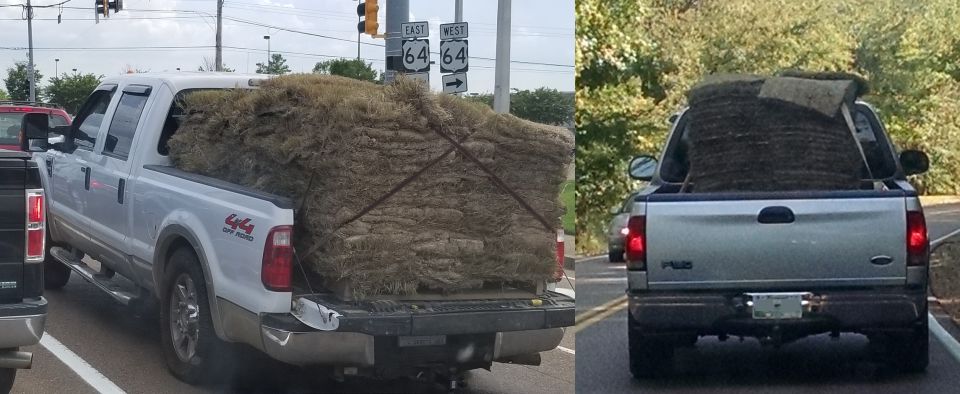 I took both of these pics locally. It's not rare.