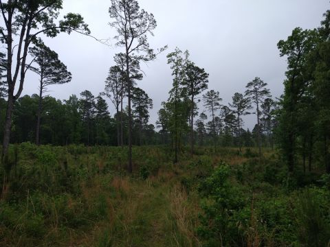 1996 Ford Bronco - A path winds through a dense forest under a cloudy sky.