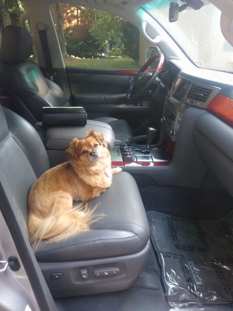 2008 Lexus LX 470 - A dog sits on the passenger seat inside a 2008 Lexus LX 470.