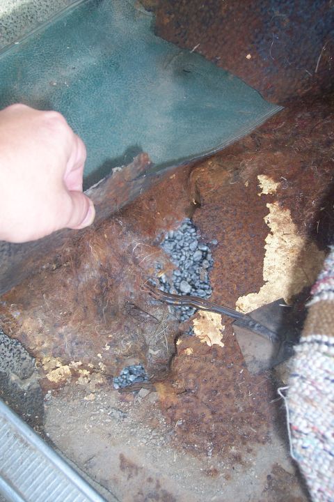 1977 Ford F-150 - Interior floor pan shows significant rust and damage, with debris visible.