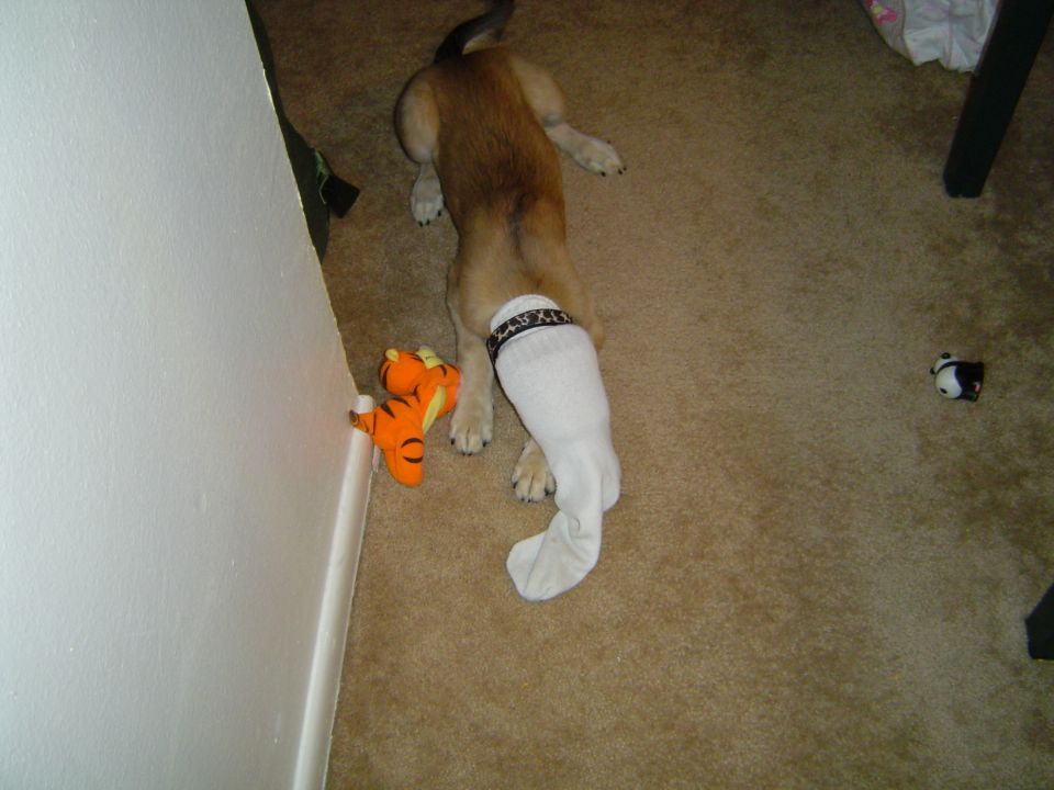 Dog with sock on leg and tiger toy on carpet