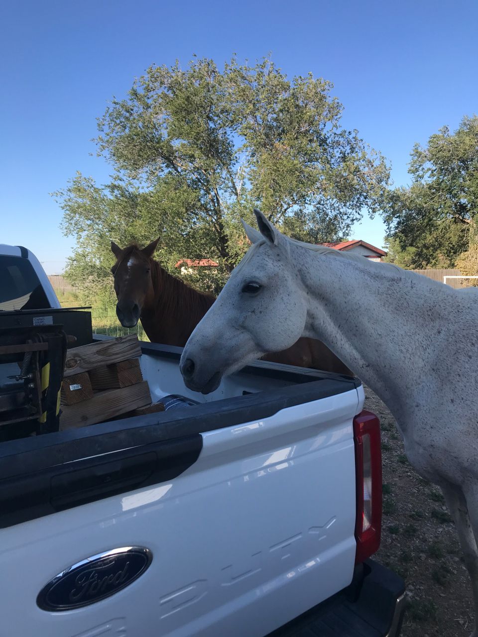 White Ford pickup truck with two horses near the bed.