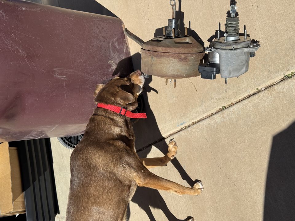 Brown dog sniffing two hanging brake boosters on concrete.