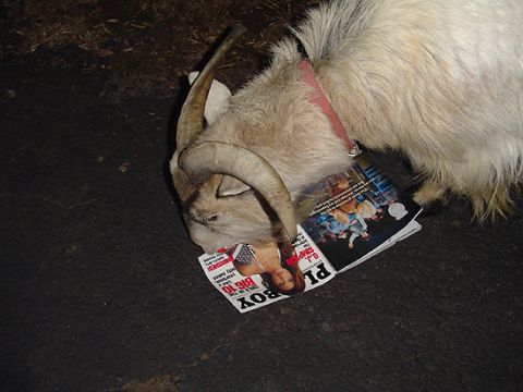 1979 Ford Bronco - A goat is eating a Playboy magazine on the ground.