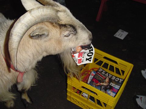 1979 Ford Bronco - A goat is eating a magazine, with a crate of other magazines nearby.
