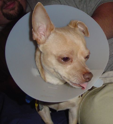 1979 Ford Bronco - Dog wearing a cone collar after a procedure, with a person partially visible behind it.