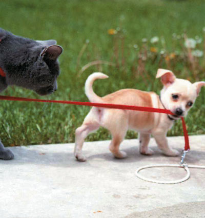 1985 Ford Bronco - A grey cat on a red leash is looking at a small tan and white chihuahua puppy that is also on the leash and walking on a sidewalk.