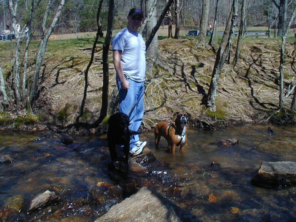 Man with black lab and boxer dogs standing in a shallow stream, trees and roots surrounding