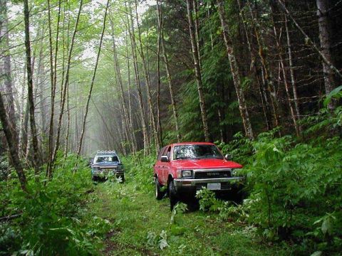 1985 Ford Bronco - No wonder it is called Forest Lane.