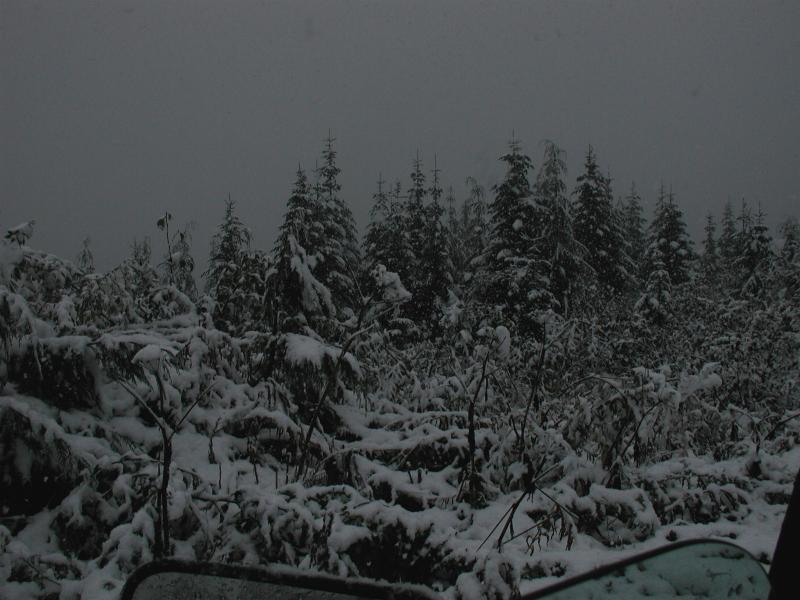 This at 4100 feet; plenty of snow falling.
