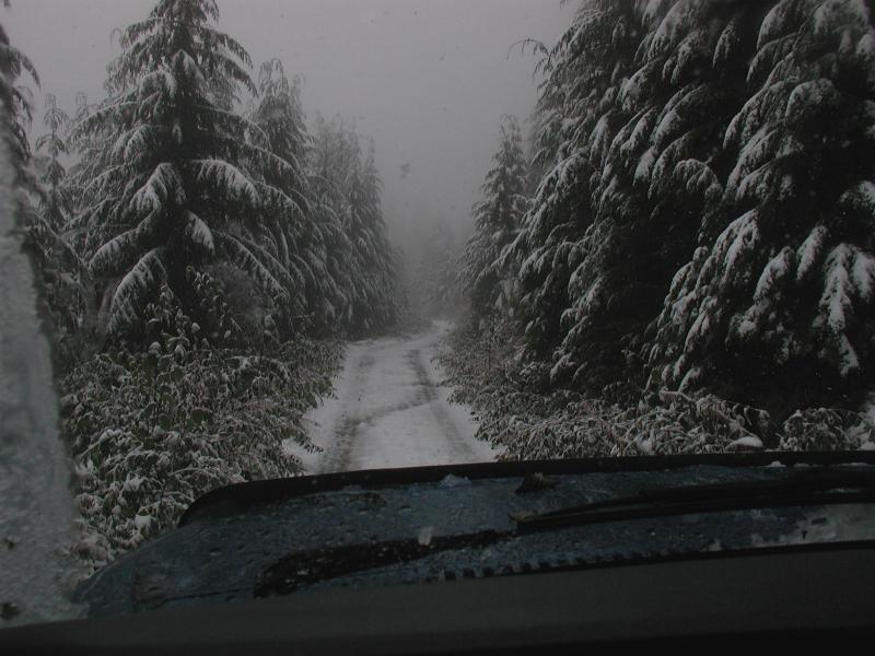 This at 4100 feet; plenty of snow falling.