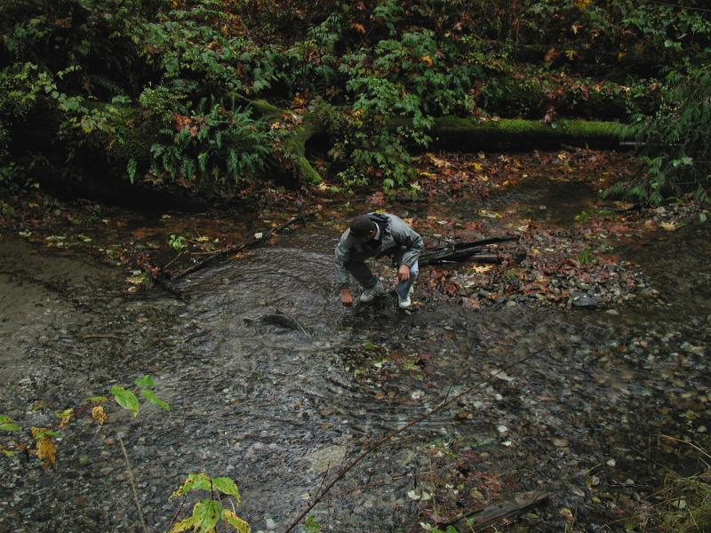 One salmon was stuck, so Ed crossed the creek to save it.