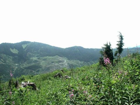 1985 Ford Bronco - A scenic view of rolling green mountains with trees and wildflowers in the foreground. The sky is overcast and bright white.