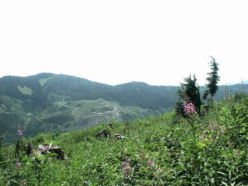 Mountain landscape with trees and pink wildflowers in the foreground and overcast sky.